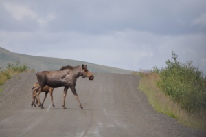 Eland met jong steken de weg over | Dempster Highway Yukon
